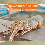 กุ้งมังกรตัวละ-100