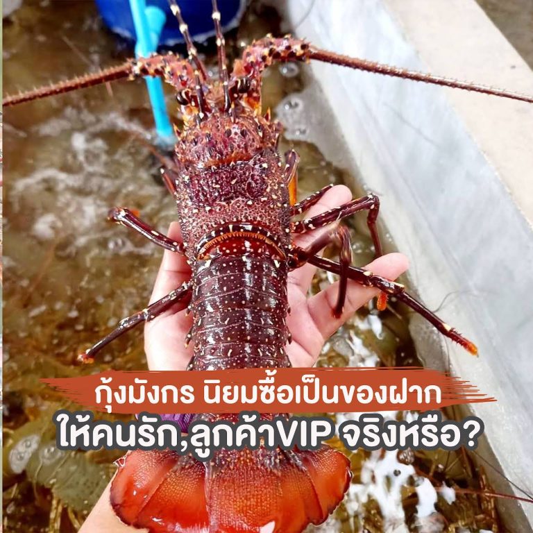 ฟาร์มกุ้งมังกร